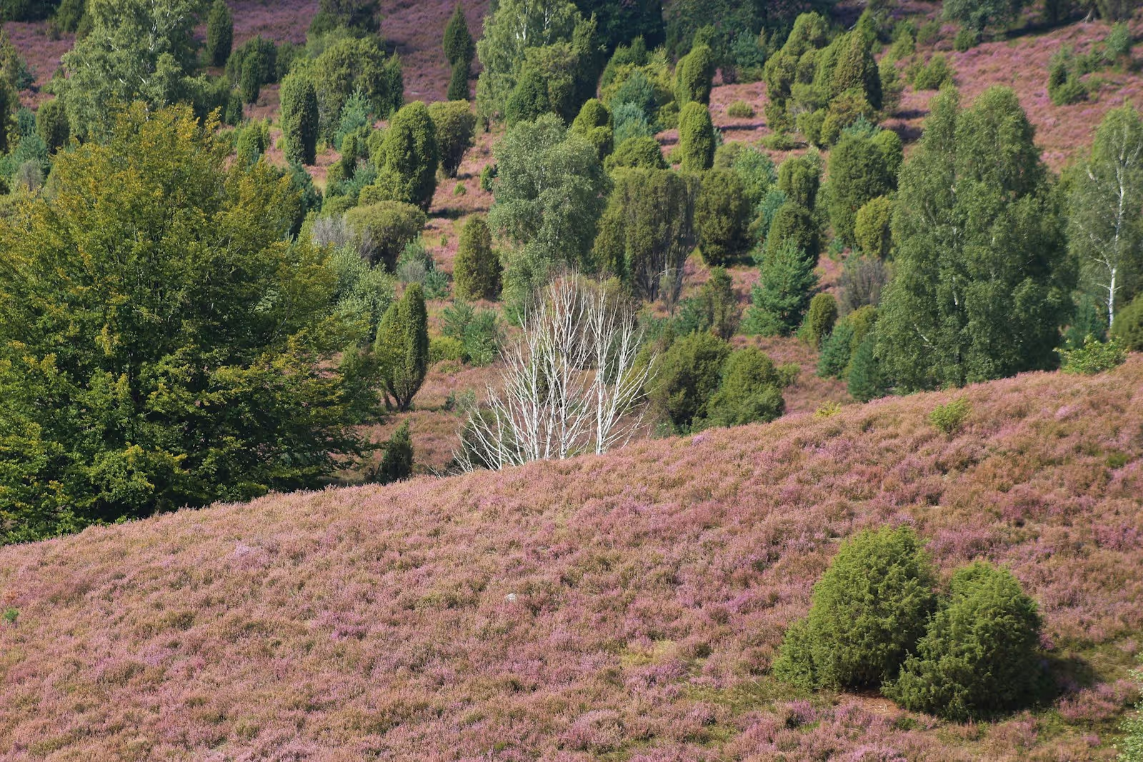 Umzug Buchholz in der Nordheide